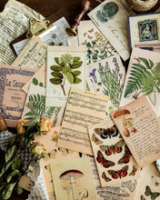 Load image into Gallery viewer, Knaid Vintage Style Postcard Set, Pack of 30 Botanical Plants Butterfly Mushroom Leaves Fruits Retro Postcards
