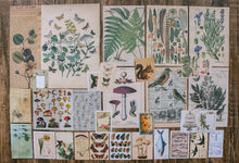 Load image into Gallery viewer, Knaid Vintage Scrapbooking Stickers Pack, Decorative Plants Flower Butterfly Mushroom Paper Decals Nature Retro Collection for Junk Journal DIY Arts Crafts Album Bullet Journals Planners
