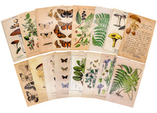 Load image into Gallery viewer, Knaid Vintage Style Postcard Set, Pack of 30 Botanical Plants Butterfly Mushroom Leaves Fruits Retro Postcards
