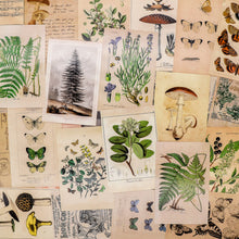 Load image into Gallery viewer, Knaid Vintage Style Postcard Set, Pack of 30 Botanical Plants Butterfly Mushroom Leaves Fruits Retro Postcards
